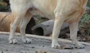 anjing_01